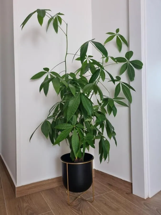 Apartmani Viva Lovran Apartment